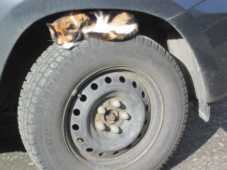 Mamma hämtade  mig med sin bil. Men kolla den lilla Nackhällekatten hade slagit sig till på bildäcket.